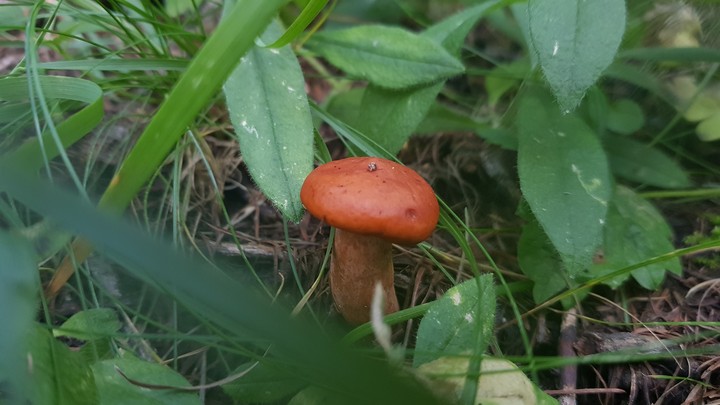mushroom