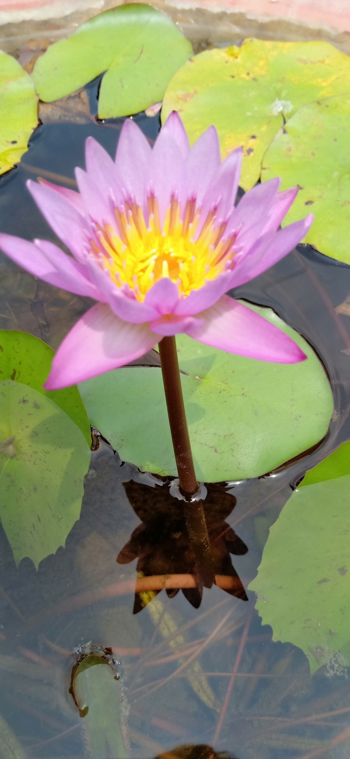 lily