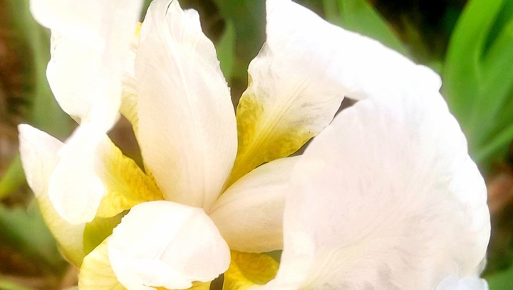 flowering