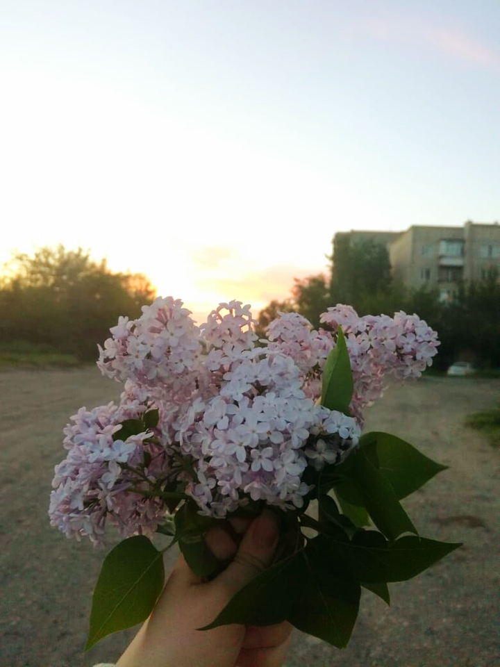 сирень