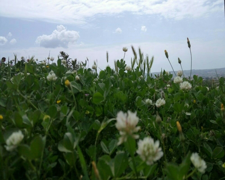 lying on green staring at the blue