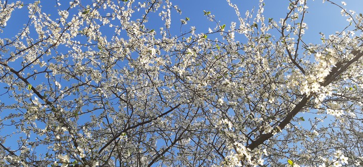 spring