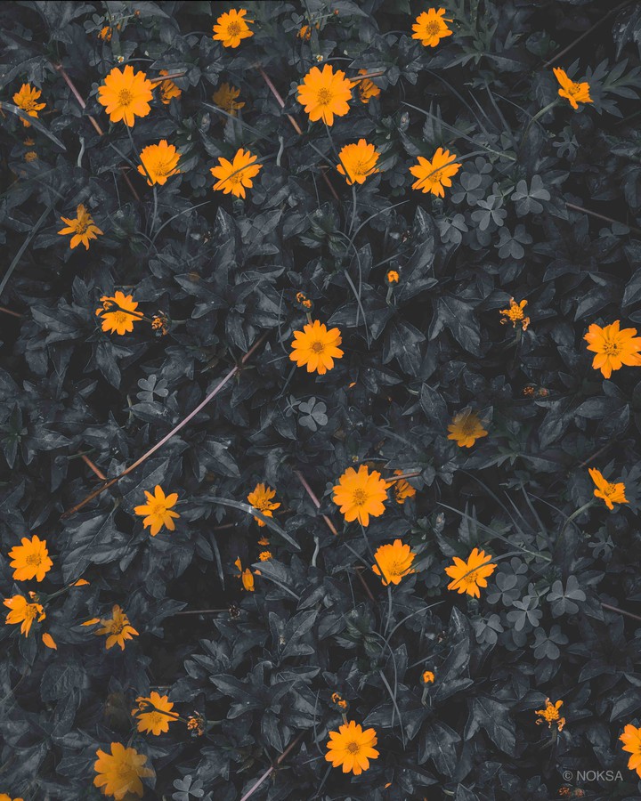 YELLOW FLOWER