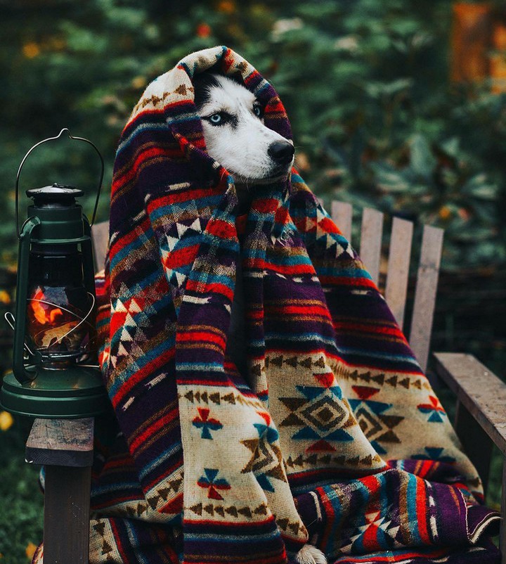 Cute puppie