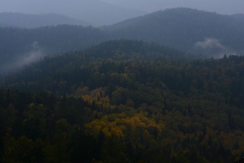 Лес