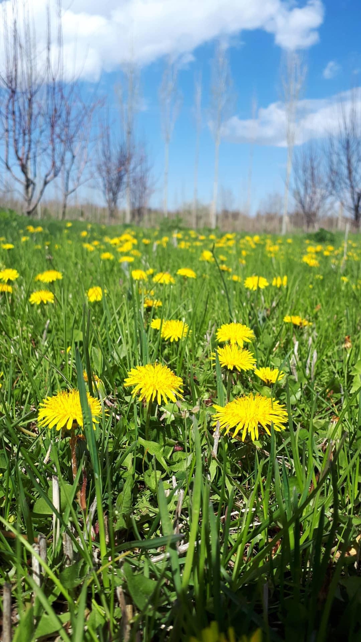 fllower