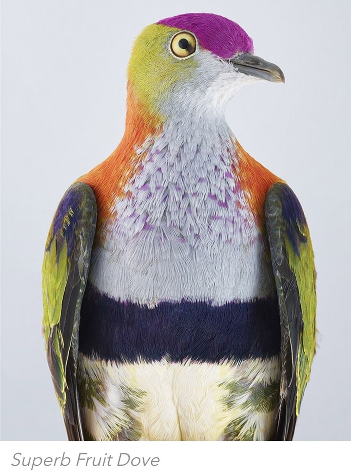 fruit dove