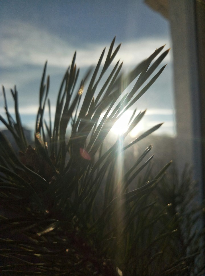 Christmas tree