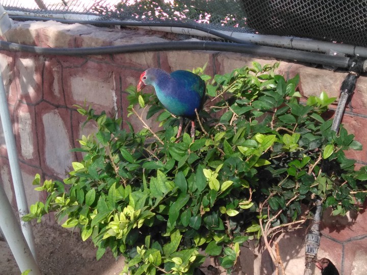 bird