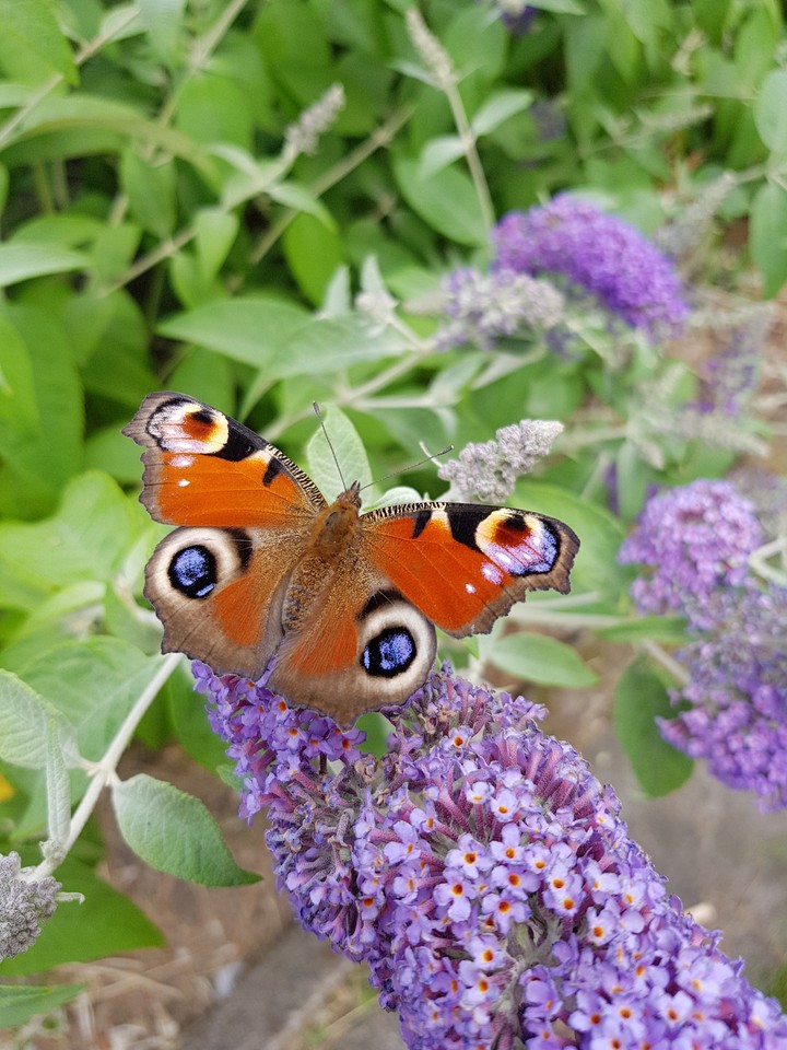 new butterfly effect