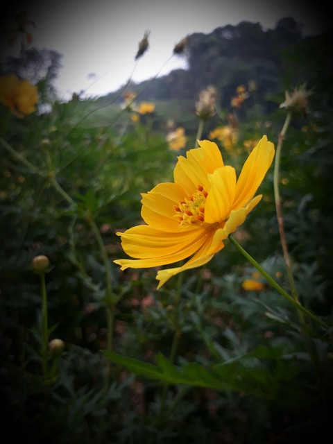 mrng shotzz