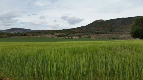 Campos de Cuenca