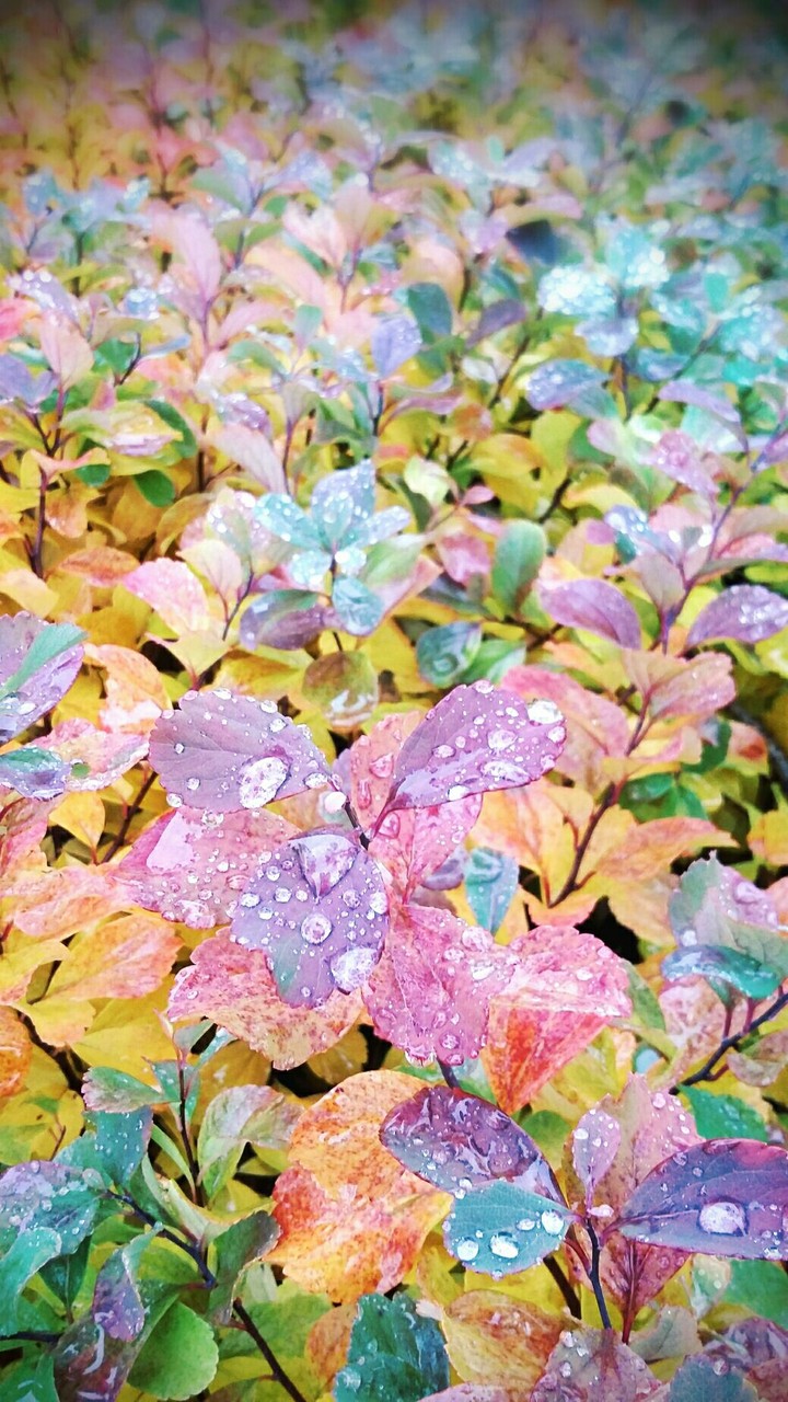 autumn