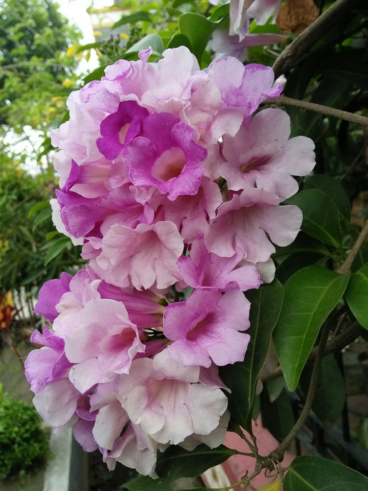 flower
