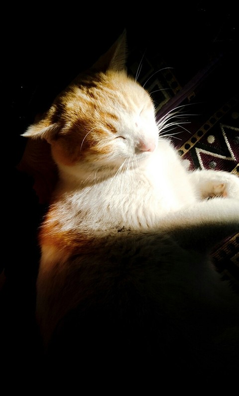 cat