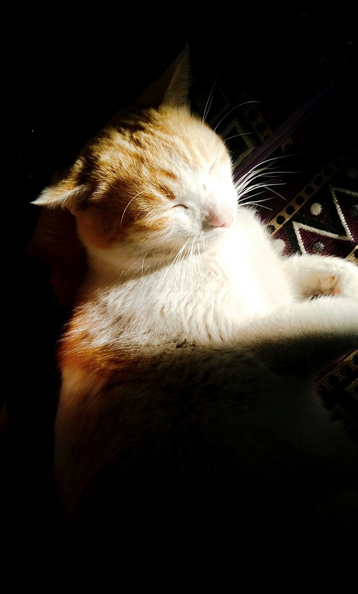 cat