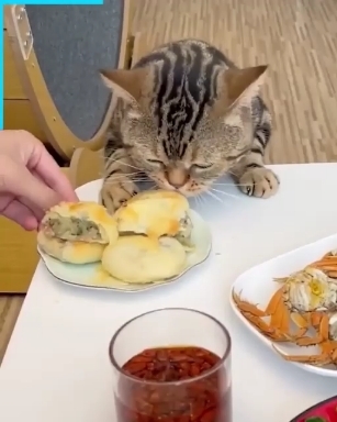 Cat ❤️