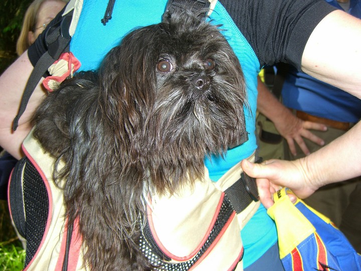 Basti im Wanderrucksack