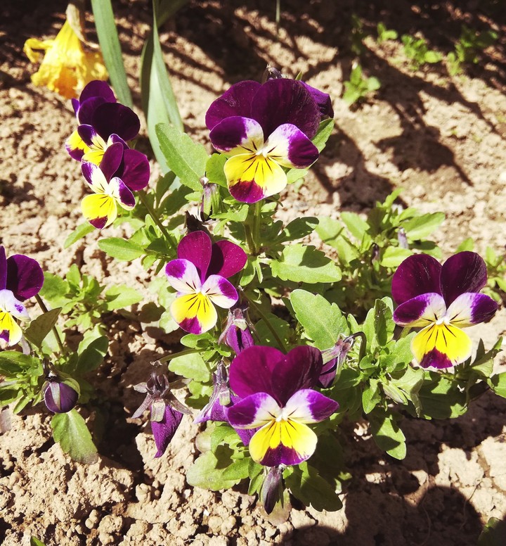 Spring flowers