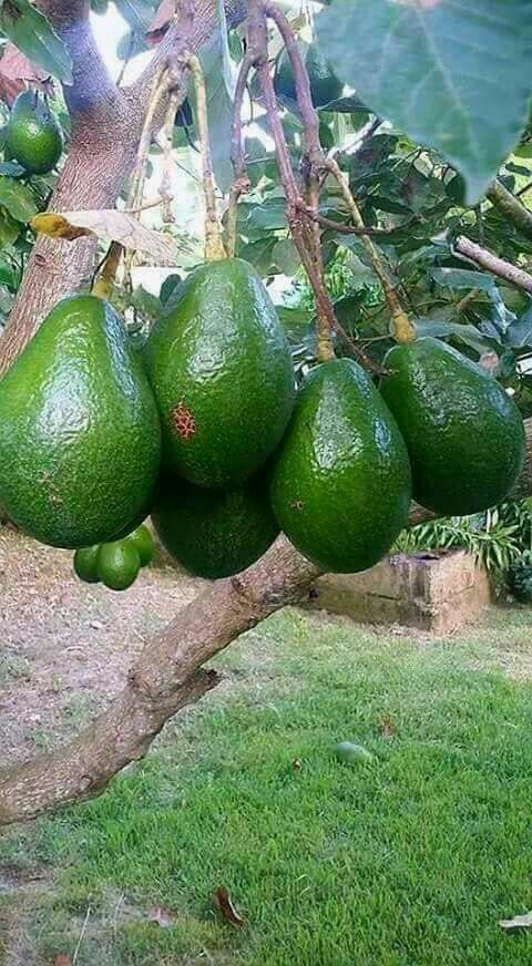 Avocado