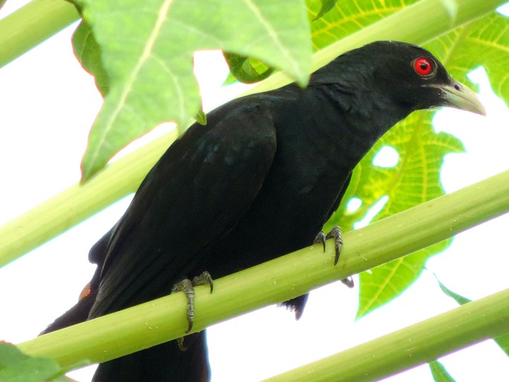 koyal