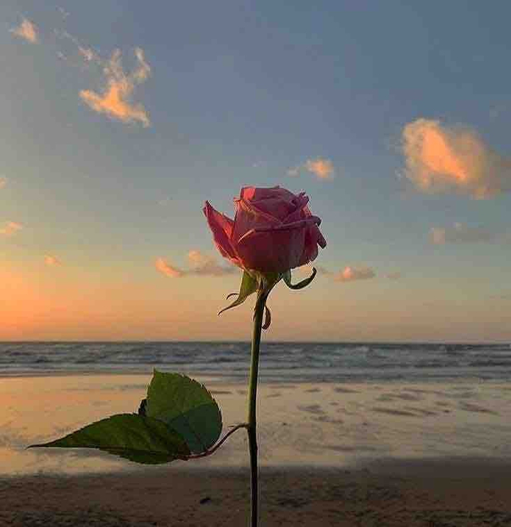 Flower by the sea
