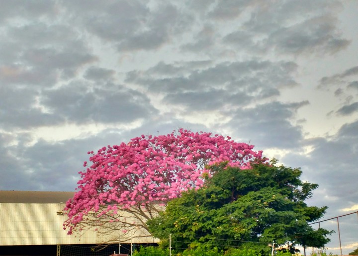 Blossom and sky.