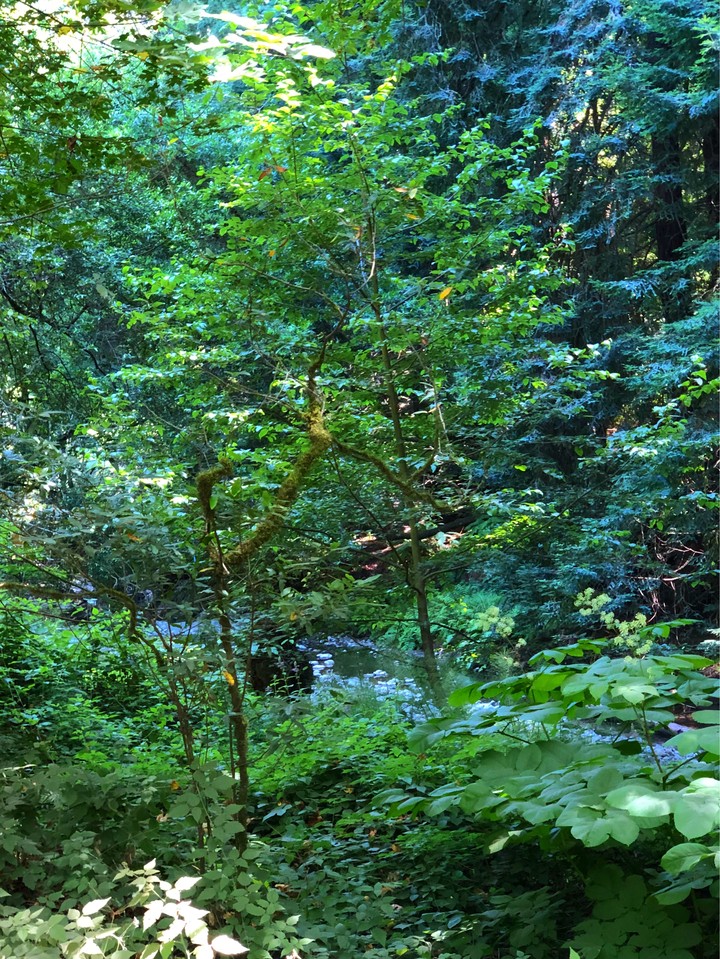 trees