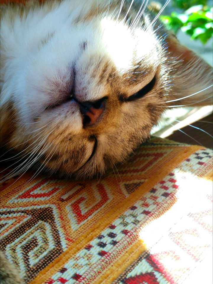 снова котик