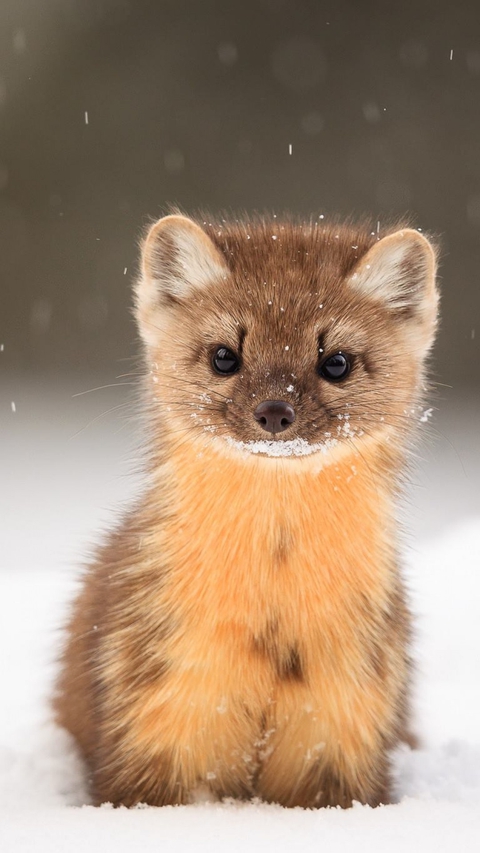 stoat, marten duvar kağıtları