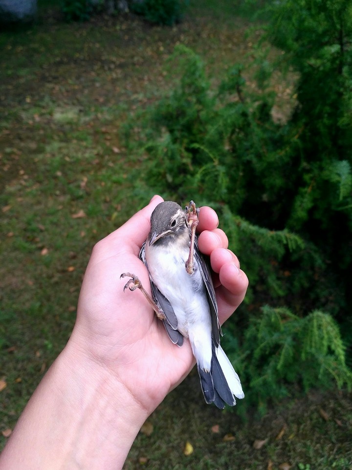 Little bird (no filters)