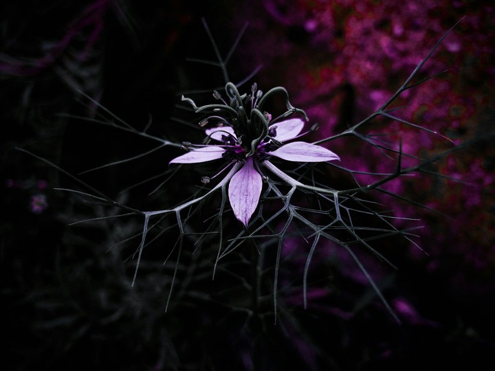 flower power