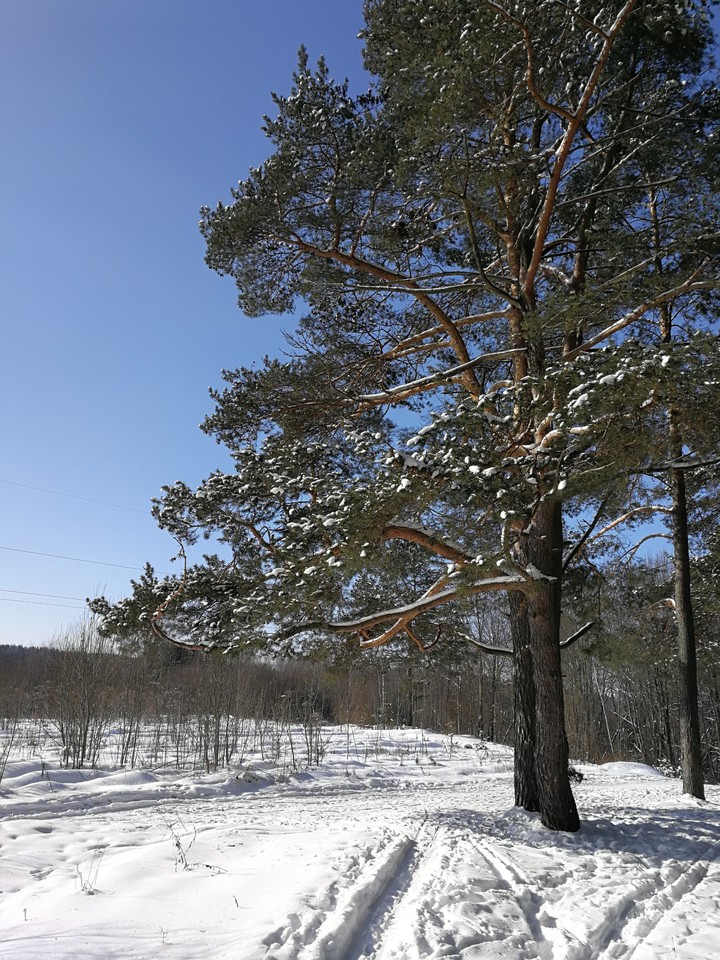 зима