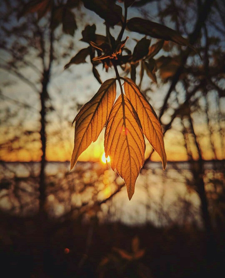 Leaves!!~