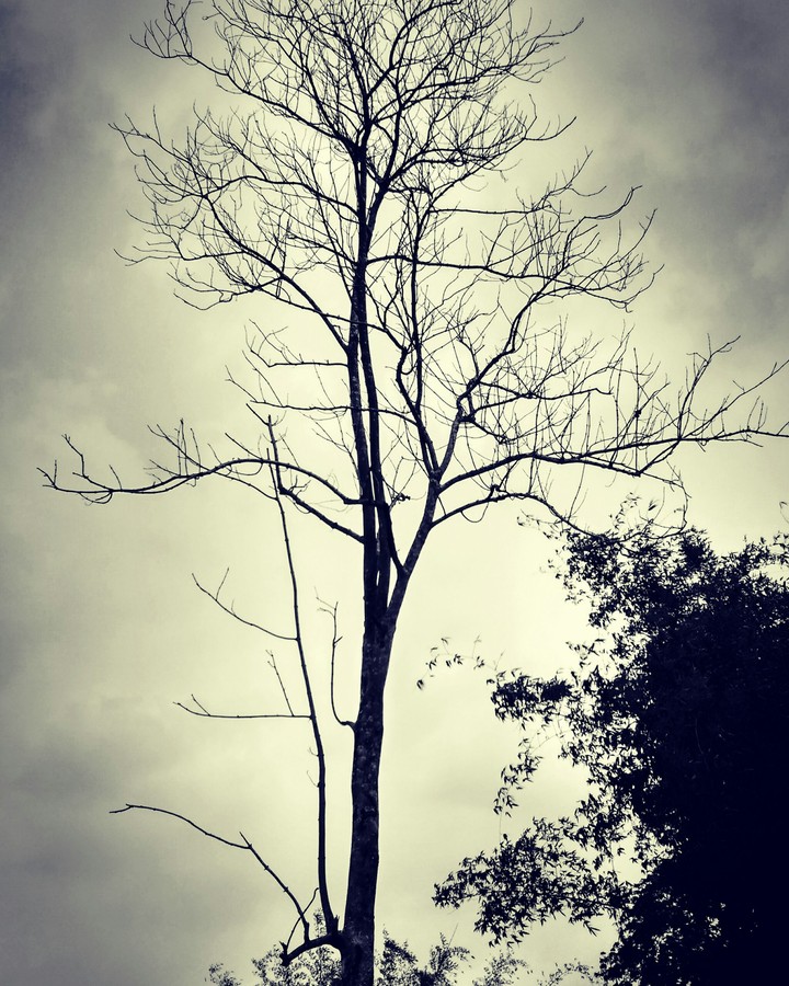 tree