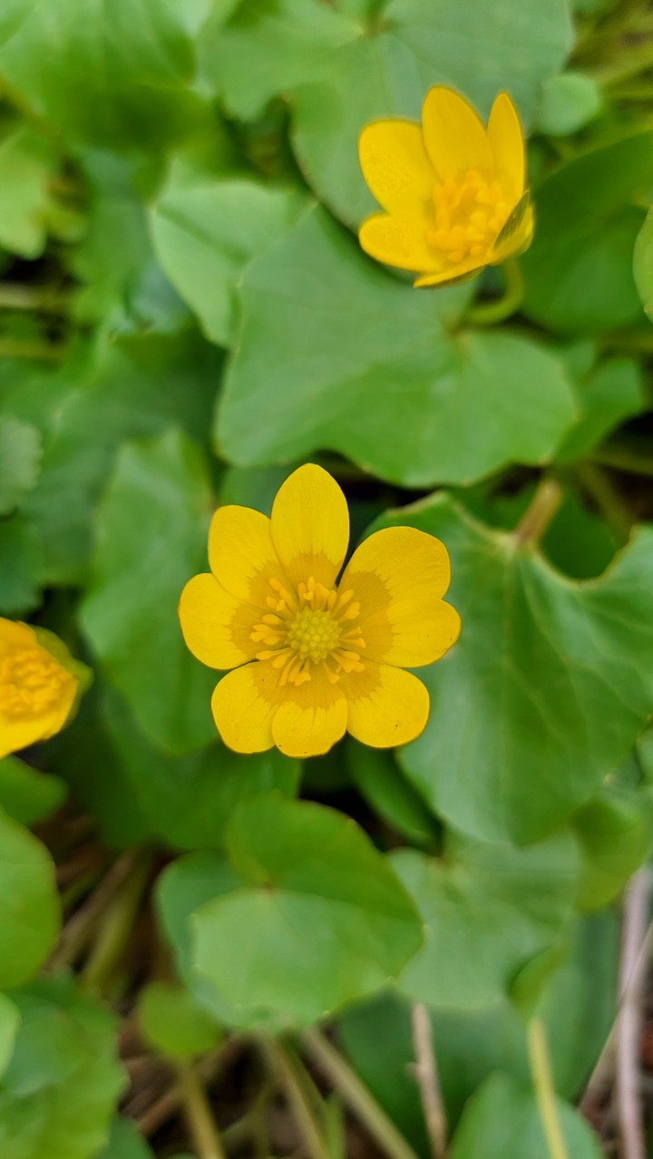 spring flowers