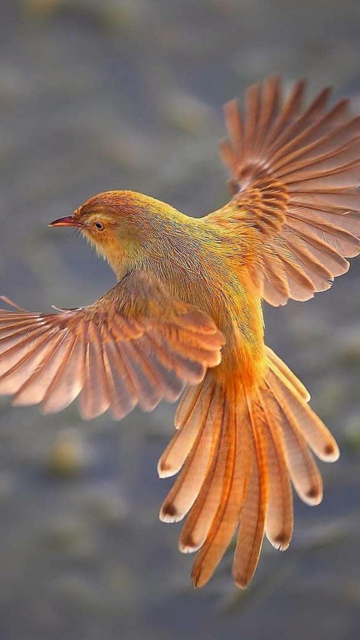 colorfully. bird...
