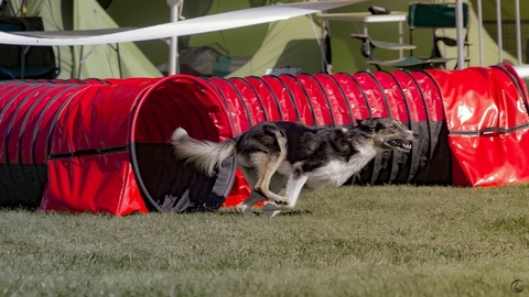 The Border Collie Because There Is No Better Dog