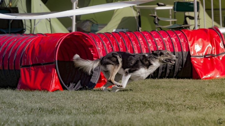 The Border Collie Because There Is No Better Dog