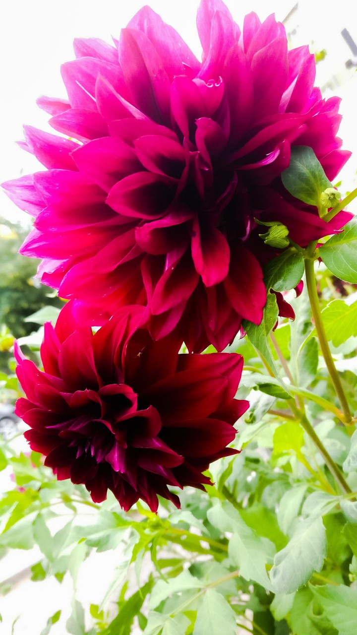 The Flower