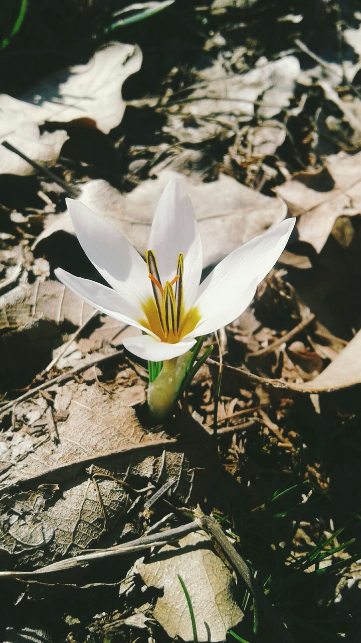 Pîvok(kurdish), Mountain Saffron