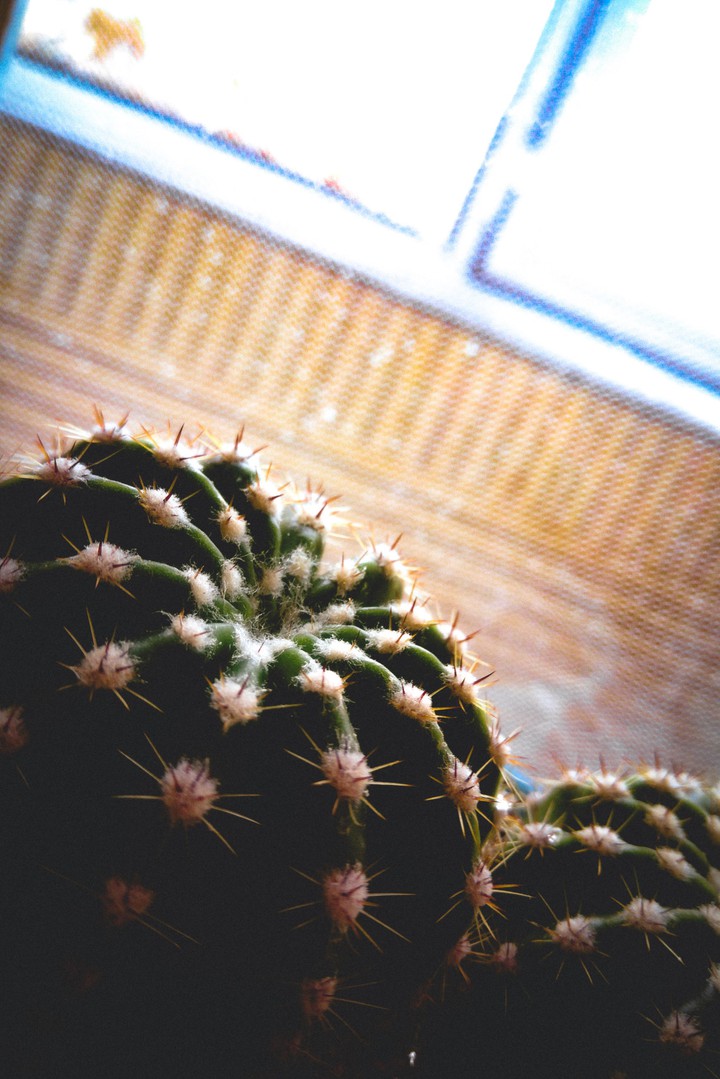 cactus