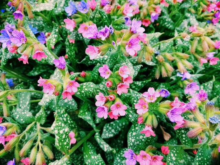 flowers
