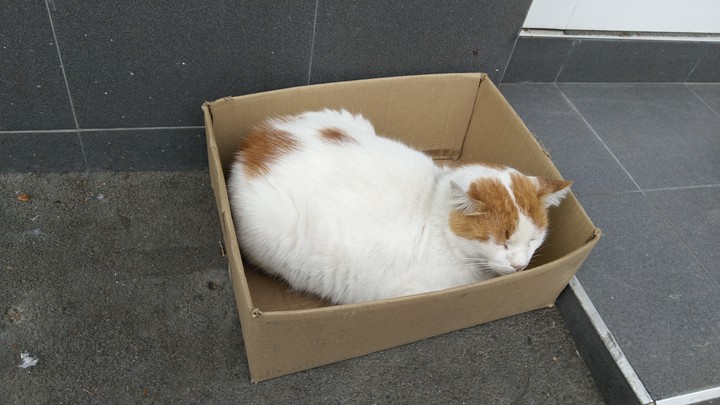 котка в кашон