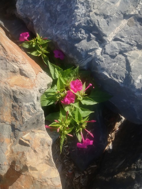 Flower, Pink, Petal