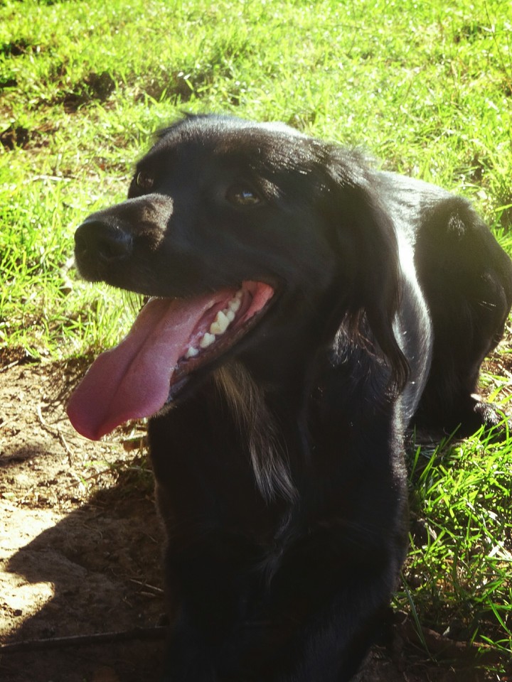 dog