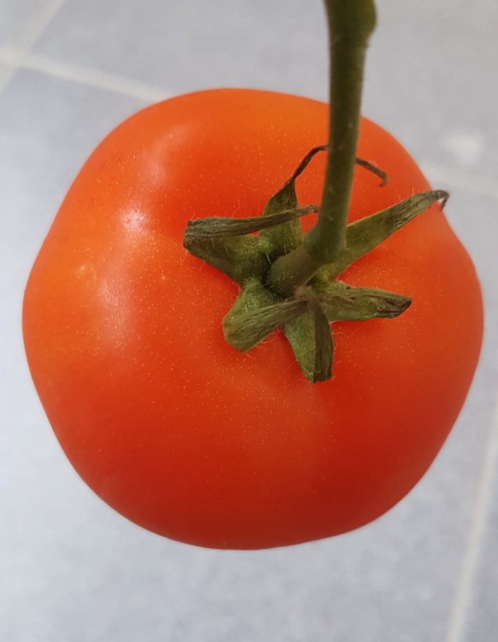 tomatto