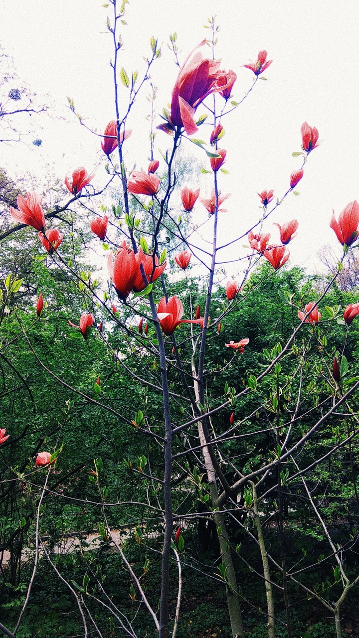 tree
