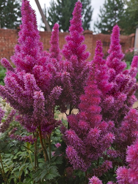 pink, wildflower wallpapers