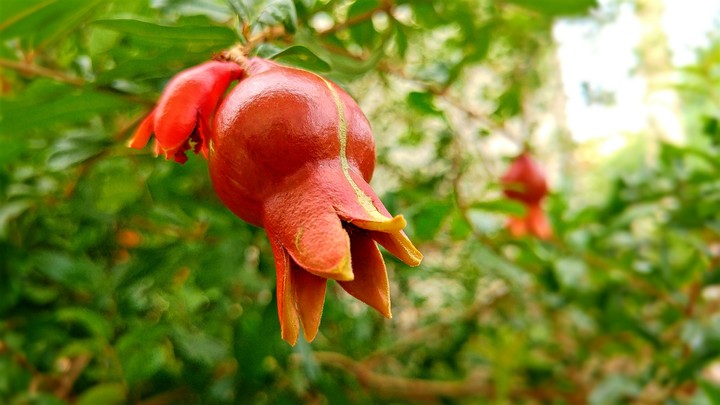 Baby Pomegranate